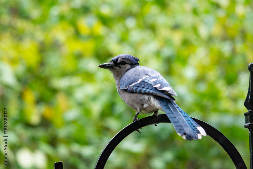 Naklejka premium A Blue Jay (Cyanocitta cristata) shows its distinctive back and tail feathers while perched on a shepherd's hook. Wildlife in Waukesha County, Wisconsin, late fall.