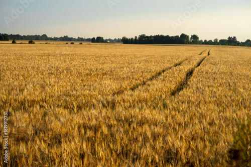 Golden barley field with long tractor tracks leading toward the horizon. Rural agricultural landscape symbolizing harvest season, farming and countryside in warm summer light.