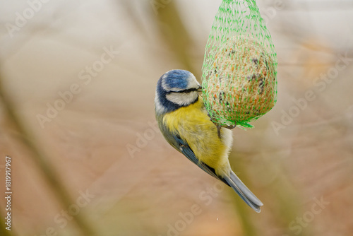 Blue tit (Cyanistes caeruleus) feeding on a hanging fat ball in a garden