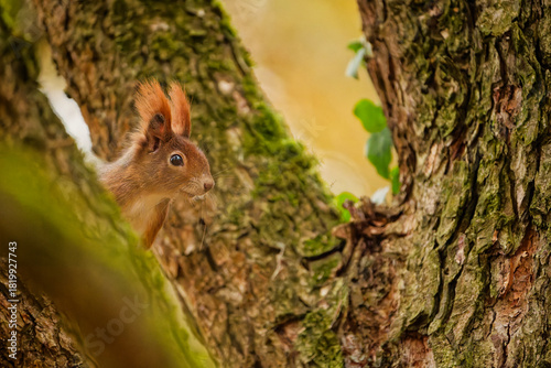 squirrel on tree