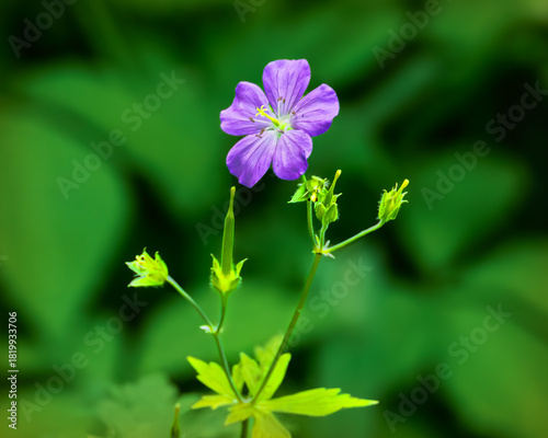 Purple Flowers, Roaring Fork, Great Smoky Mountains National Park