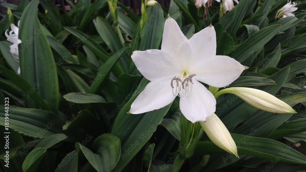 Obraz premium A beautiful white Crinum Lily (Crinum Asiaticum) or Spider Lily flower in full bloom, captured up close with water droplets on the petals