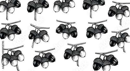 Detailed Acorns and Oak Branch Engraving Style Vector Illustration Set, Ideal for Fall Harvest, Autumn Decoration, Nature, and Vintage Botanical Graphic Design Collection