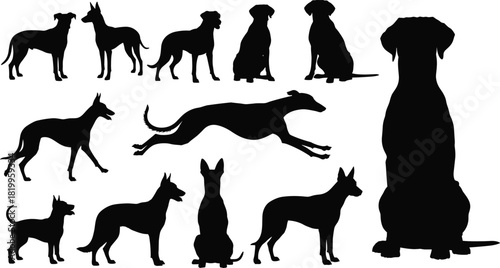 Diverse Dog Breeds Black Silhouettes Set, Including Greyhounds, Terriers, and Hounds, in Various Standing, Sitting, and Running Poses, Vector Graphic Collection