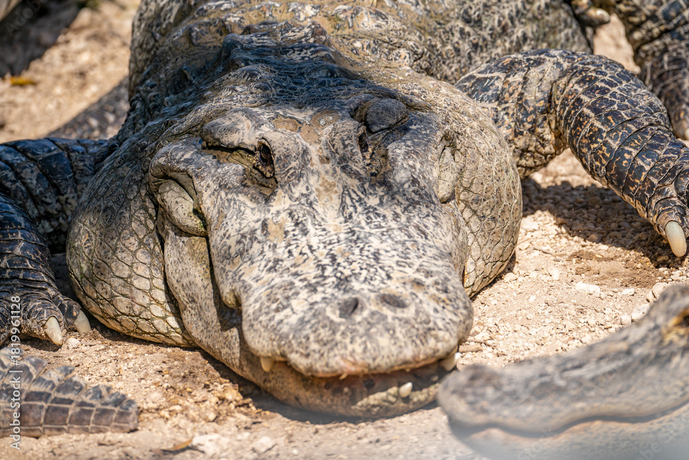 Fototapeta premium Close-Up of an Alligator in the Everglades, Florida