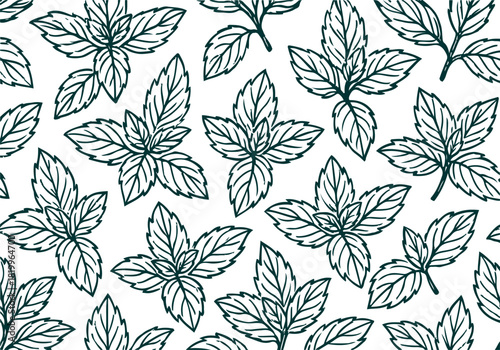 Mint hand drawn simple sketch vector illustration