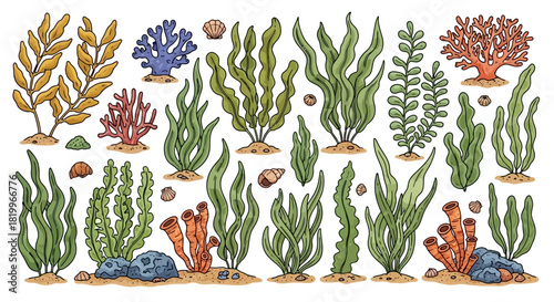 Coral Reef and Seaweed Illustration, Aquatic Plants and Sea Life