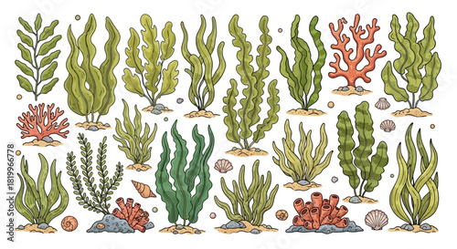 Beautiful hand-drawn collection of diverse marine plants and coral, featuring various green seaweed, intricate algae, and colorful reef elements, perfect for ocean-themed design projects