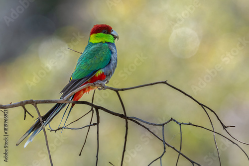 Red capped parrot (Purpureicephalus spurius), Perth Hills, Western Australia