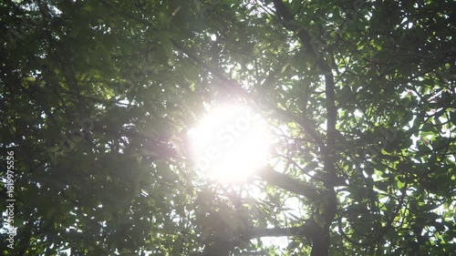 sun flare among the leaves, Nature background