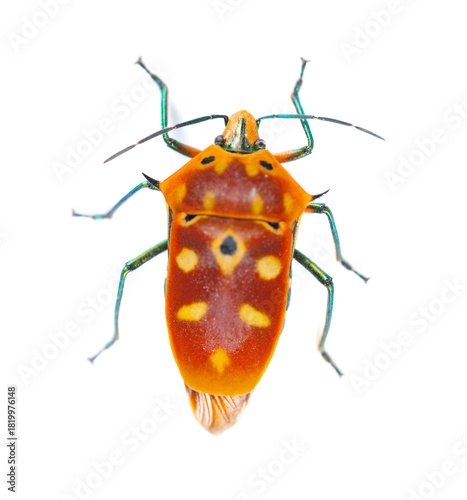 abdomen of a Calliphara nobilis on white