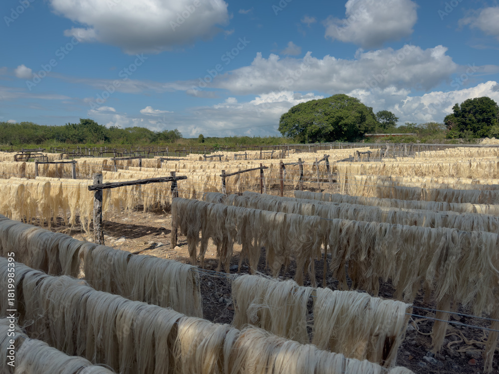 Fototapeta premium Production of henequen fibers in Yucatán, Mexico