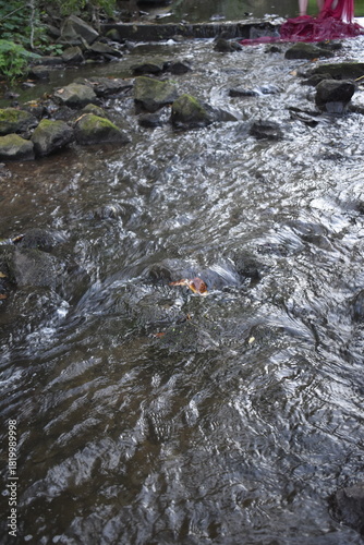 river in the forest