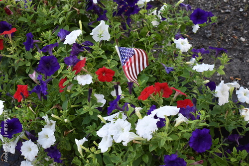 flowers in the garden with flag