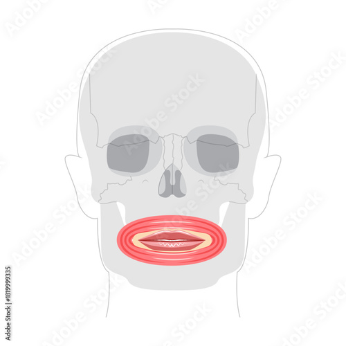 Orbicularis oris - Human mouth muscle anatomy chart responsible for controlling movements of lips, important for facial expressions, speech, and eating, shown as medical reference and educational tool