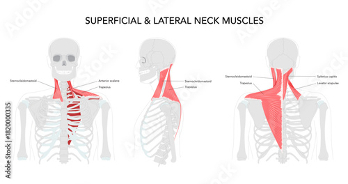 Neck muscle chart, infrahyoid sternohyoid, sternothyroid, thyrohyoid, omohyoid, strap muscles, labeled anatomy, cervical plexus innervation, hyoid movement, larynx depression, science reference