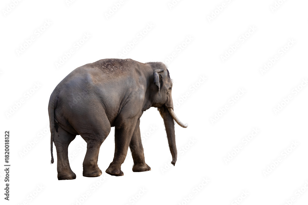 Obraz premium 地面を歩く大きなゾウ