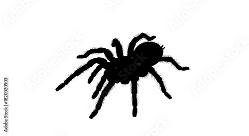 Silhouette of a tarantula spider with hairy legs and body crawling on a white surface in monochrome style