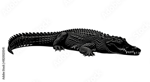 Detailed black and white illustration of an alligator lying down with its tail extending out fully