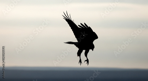 Silhouette of a bird of prey diving down with wings spread against a blurred sky background image