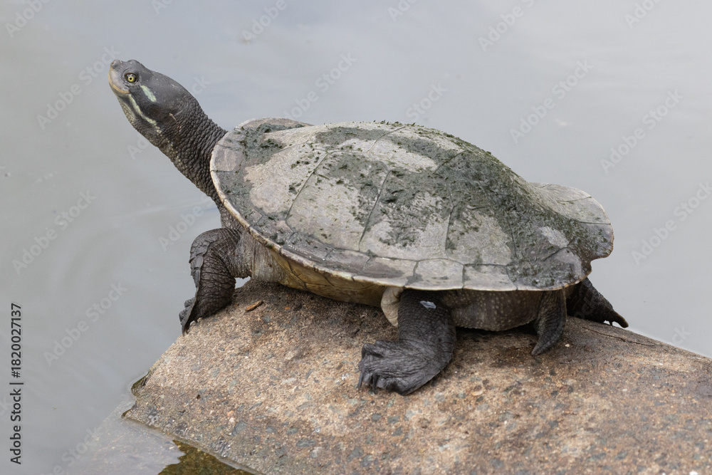 Obraz premium Kreft's River Turtle