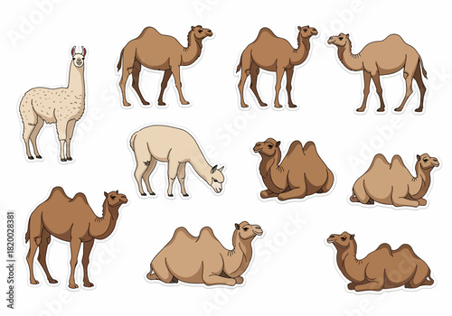 Diverse Camel Collection Illustrations of Arabian and Bactrian Camels and Llama