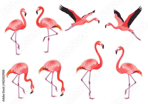 Elegant Flamingo Set Graceful Poses in Vector Illustration