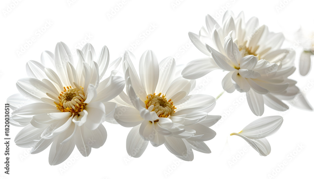 Fototapeta premium Delicate white daisy flowers with soft petals and yellow centers, isolated on a clean white background, evoking purity and simplicity