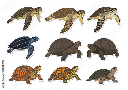 Diverse Turtle and Tortoise Set A Collection of Terrestrial and Aquatic Reptiles