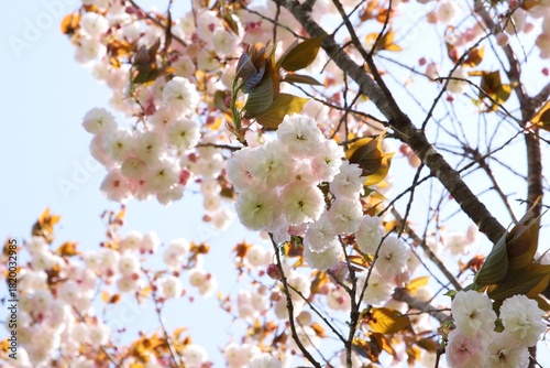 日本の桜　八重桜