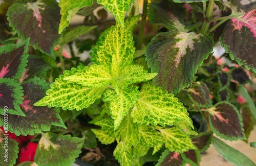 Coleus plant leaves with variegated green and magenta colors