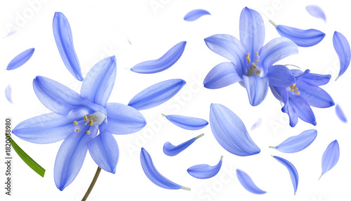 Delicate blue blossoms with falling petals scattered across a clean white background, evoking a sense of spring and renewal