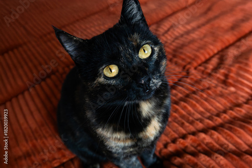 Obraz na płótnie Close-up image of a tortoiseshell cat sitting on a textured orange surface and looking up with bright yellow eyes