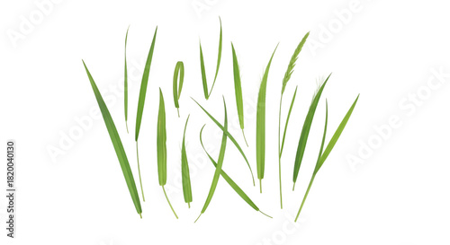 Fresh Green Grass Blades on White Background