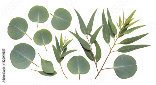 Fresh Eucalyptus Leaves on White Background