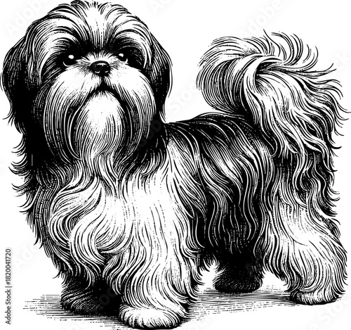 A hand-drawn engraving-style illustration of Shih Tzu dog full length
