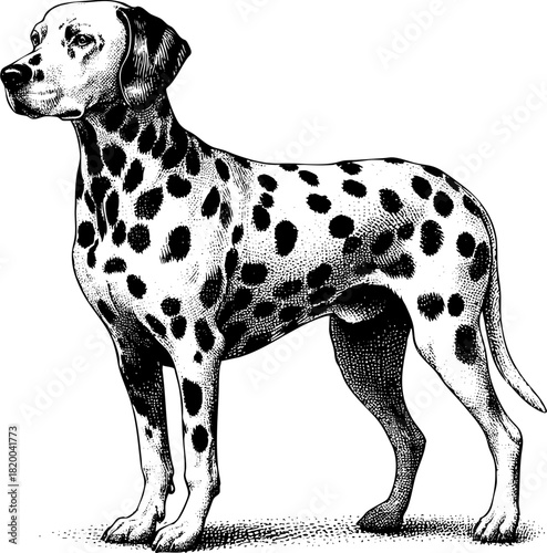 Dalmatian dog in full length monochrome engraving style showing spotted dog breed, dalmatian dog full length monochrome engraving style with typical black markings on white coat.