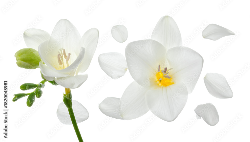 Naklejka premium Delicate white freesia blossoms and scattered petals gracefully arranged on a pristine white background, showcasing natural beauty and purity