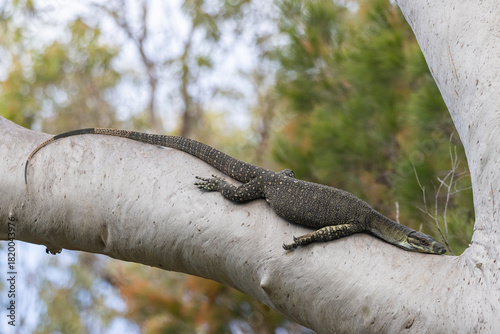Fotografie lace monitor basking