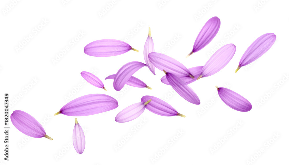Naklejka premium Petals dancing in the wind, delicate purple petals scattered across a white background, a symbol of spring and natural beauty