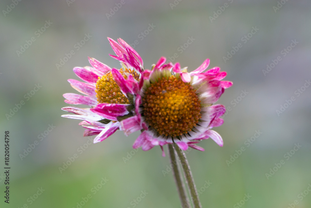 Obraz premium Small flowers with white pink and yellow colours. Green nature background. Spring day in Greece. Southern daisy. Copy space. Bellis sylvestris.