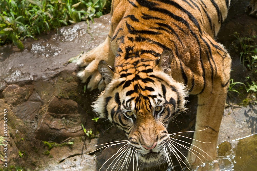 Obraz premium the face of an angry sumatran tiger