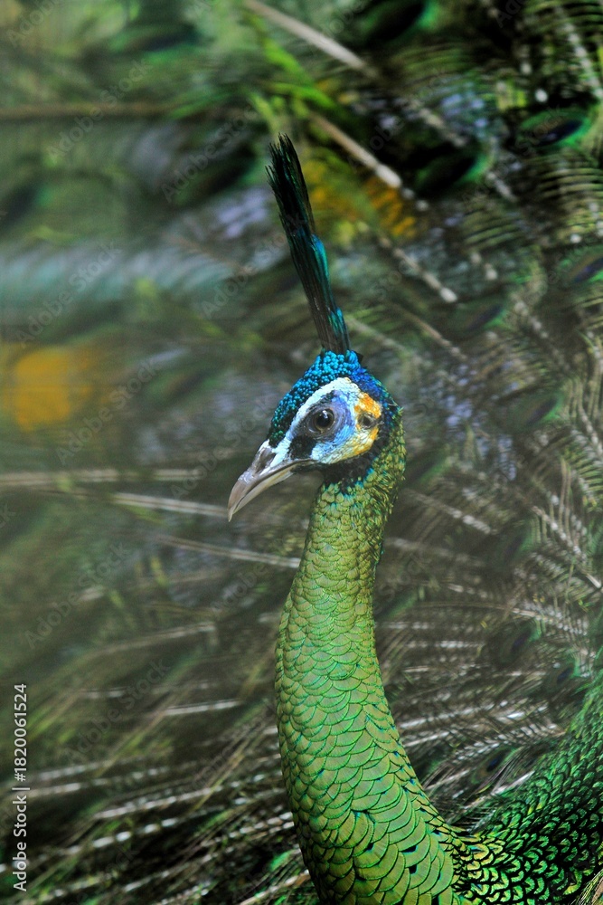 Fototapeta premium side view of a beautiful green peacock