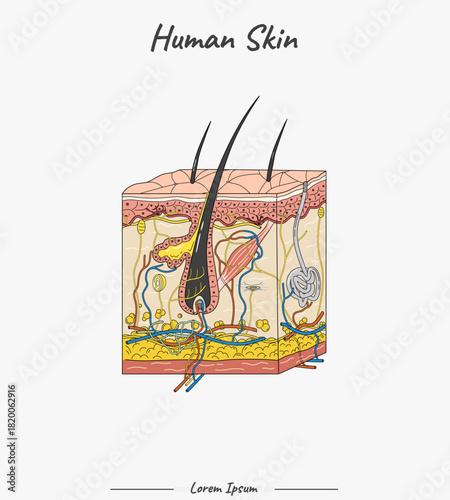 Anatomy of Hair Follicle and Sebaceous Gland with Blood Supply and Nerves