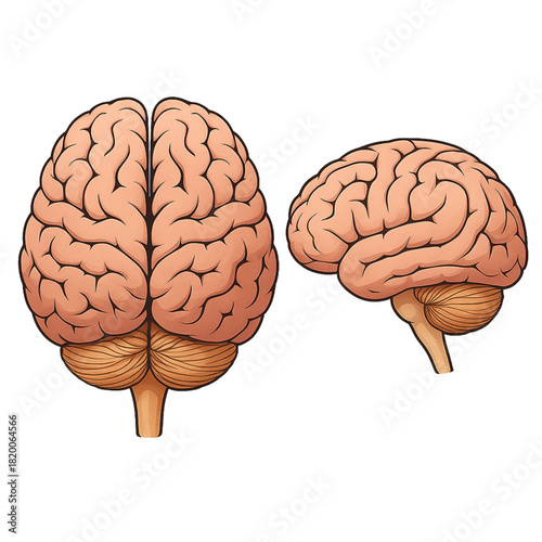 illustration of the human brain. isolated on a white background.
