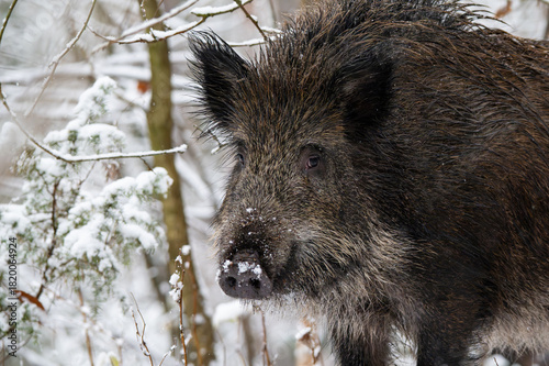 Wallpaper Mural Wild boar in the forest in winter. Portrait of a wild boar. Torontodigital.ca