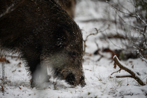 Wild boar in the forest in winter. Portrait of a wild boar.