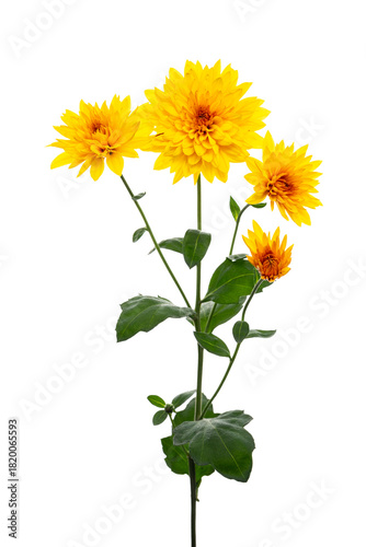 デコラ咲きの黄色いスプレーマム