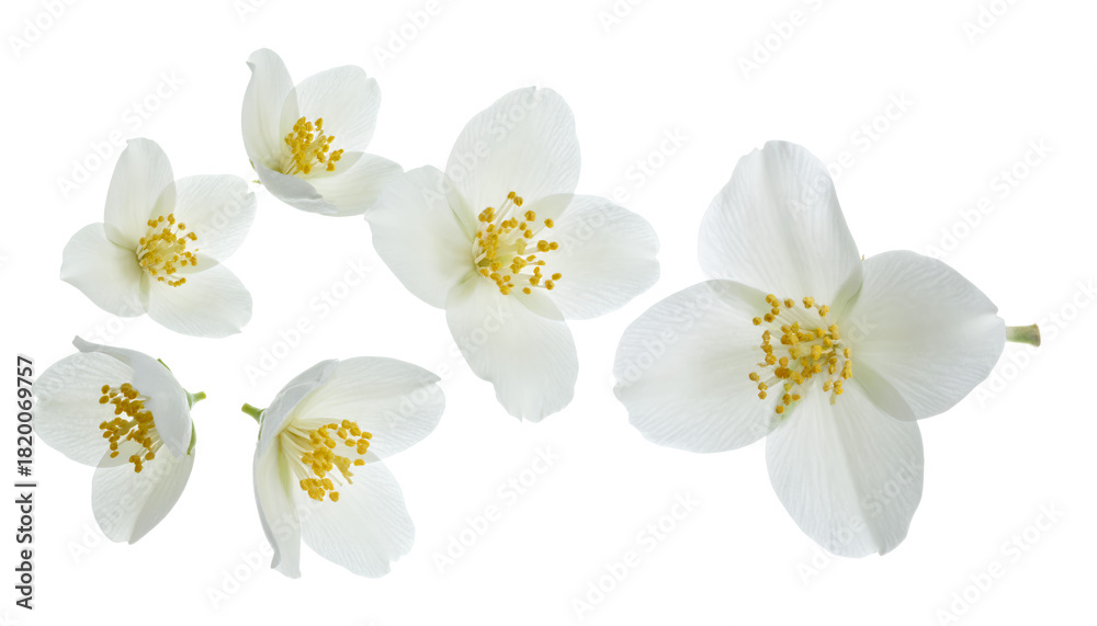 Obraz premium Delicate white jasmine flowers with vibrant yellow centers, elegantly scattered on a clean background, highlighting their natural beauty, sweet fragrance, and symbolic purity
