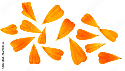 A scatter of delicate, bright orange marigold petals artfully arranged on a clean white background, creating a vibrant, natural display